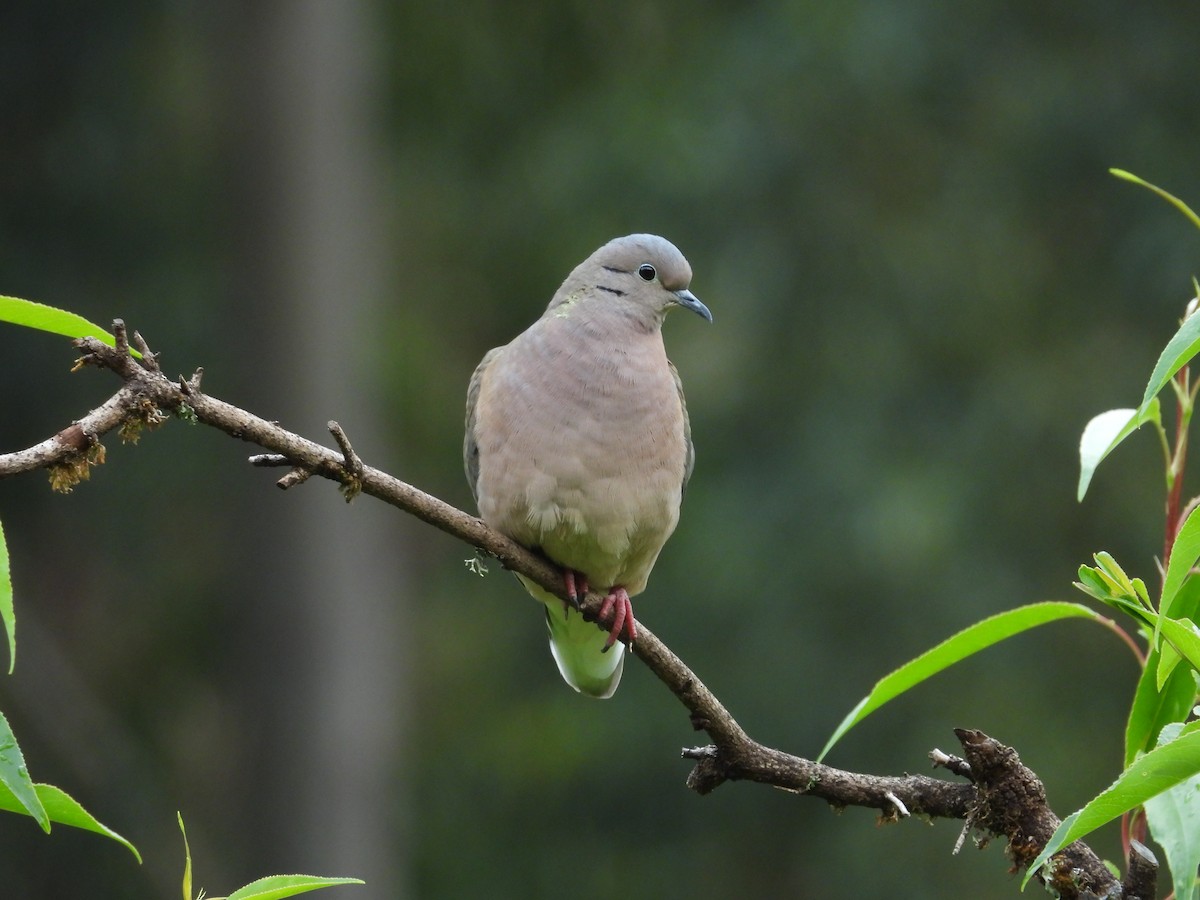 hrdlička černouchá - ML646409533