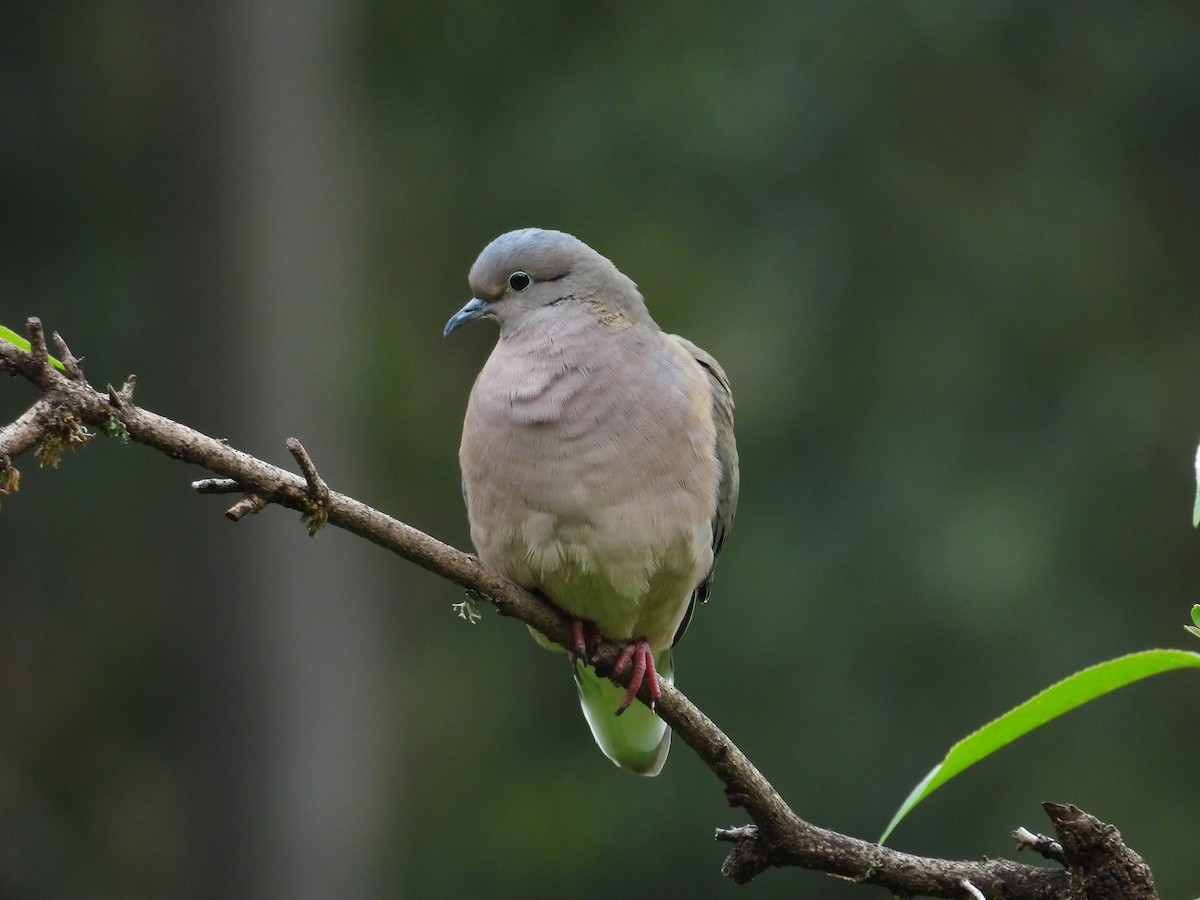 hrdlička černouchá - ML646409534