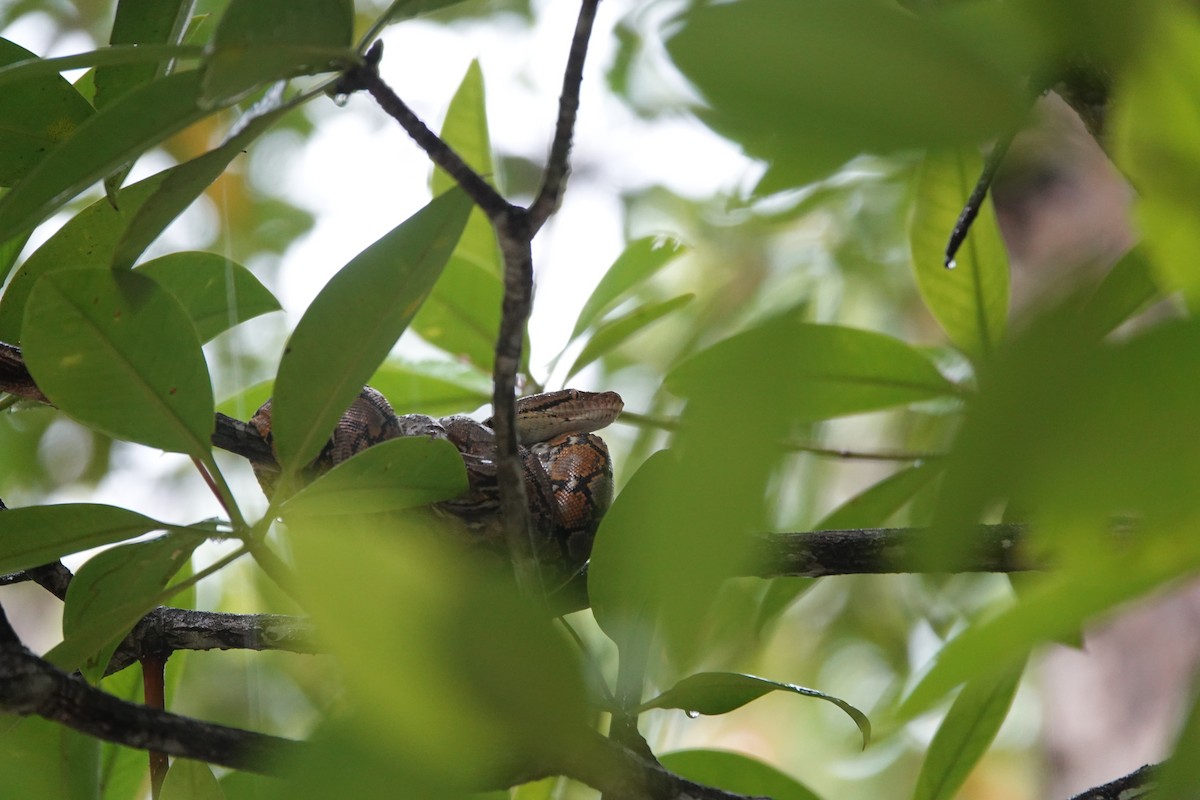 Reticulated Python - ML646409535