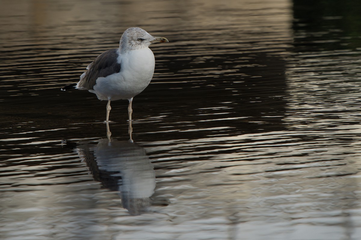 Lesser Black-backed Gull - ML646409536
