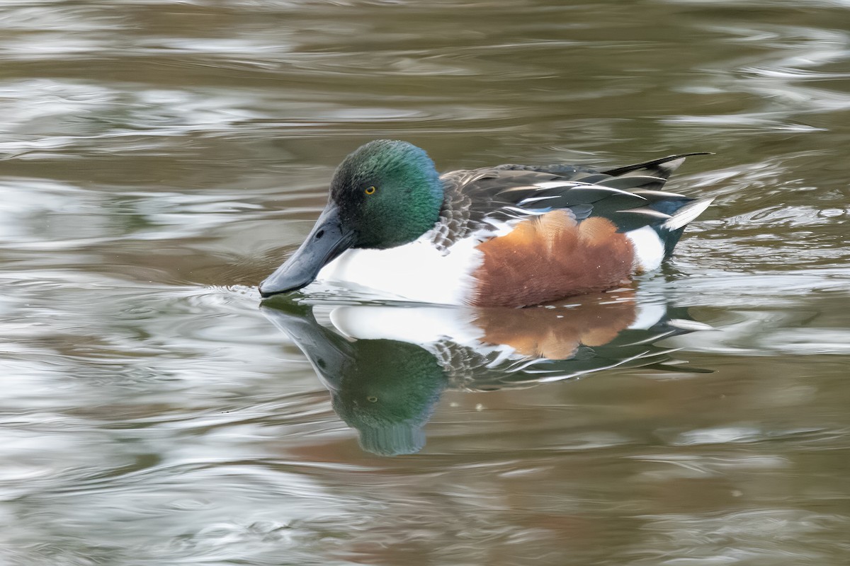 Халбага нугас - ML646409549