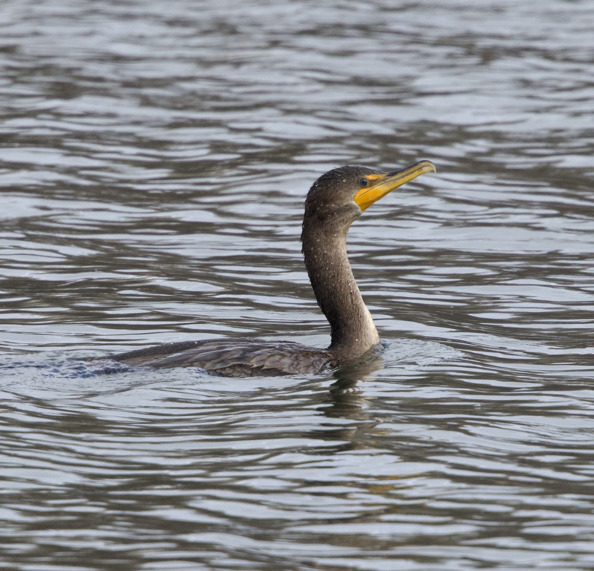 Cormoran à aigrettes - ML646409550