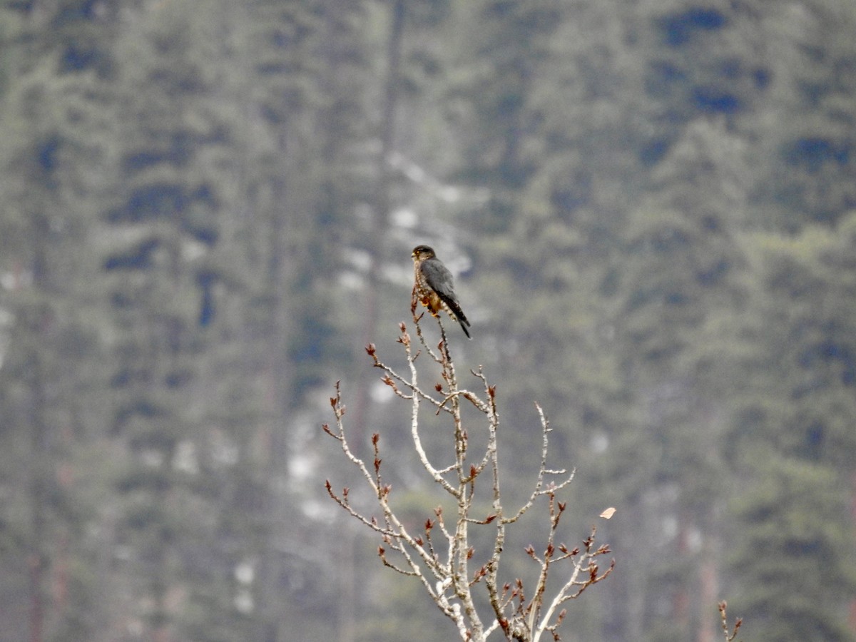 Merlin - ML646409551