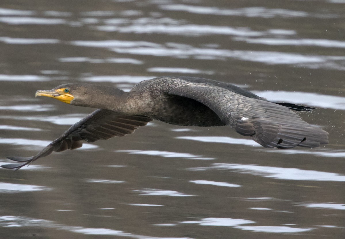 Cormoran à aigrettes - ML646409552