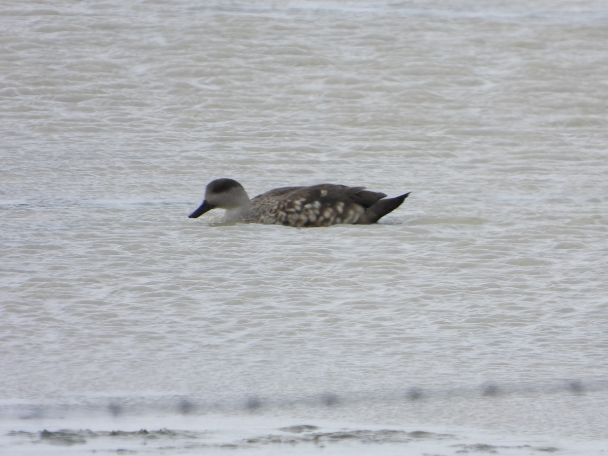Crested Duck - ML646409553
