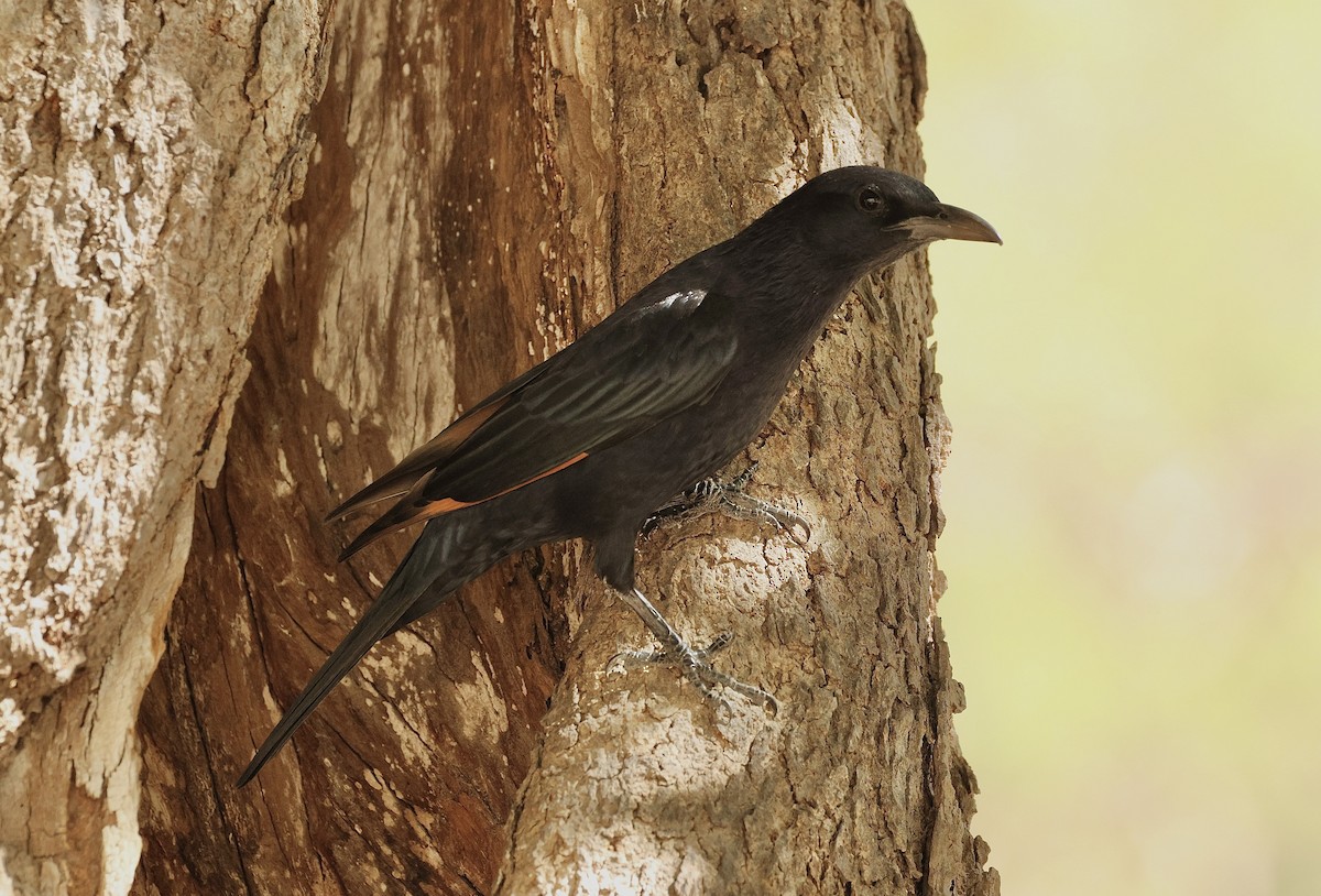 アラビアテリムク - ML646409554