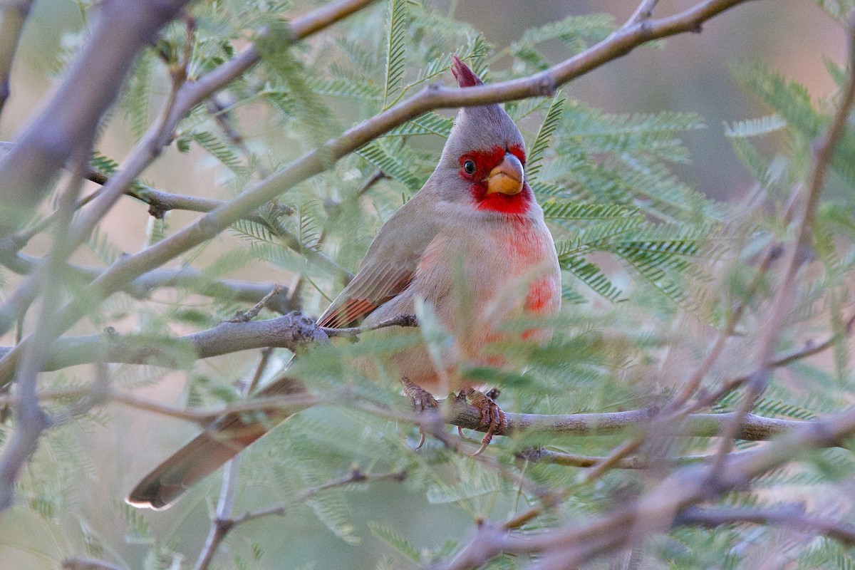Pyrrhuloxia - ML646409557