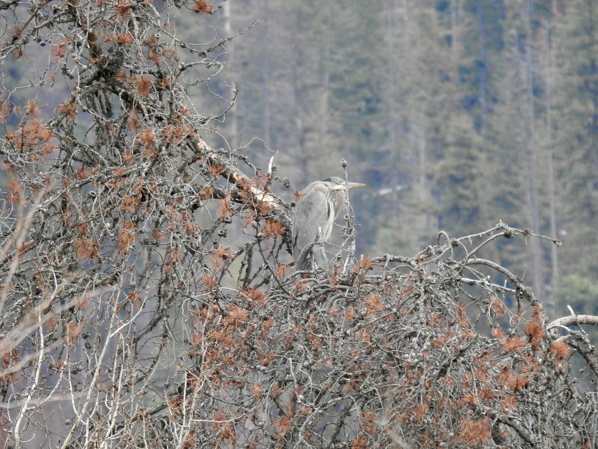 Большая голубая цапля - ML646409558