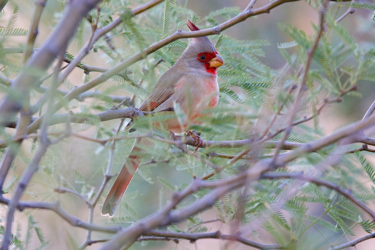 Pyrrhuloxia - ML646409559