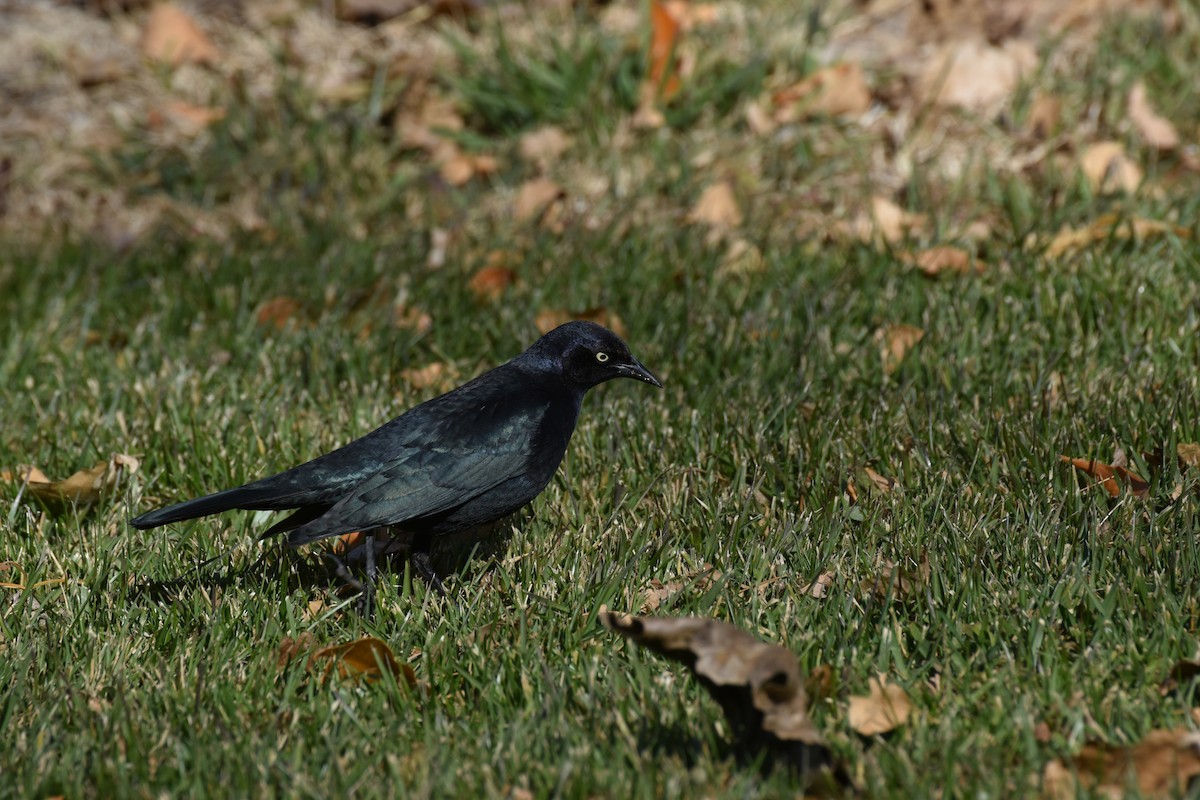 Brewer's Blackbird - ML646409561