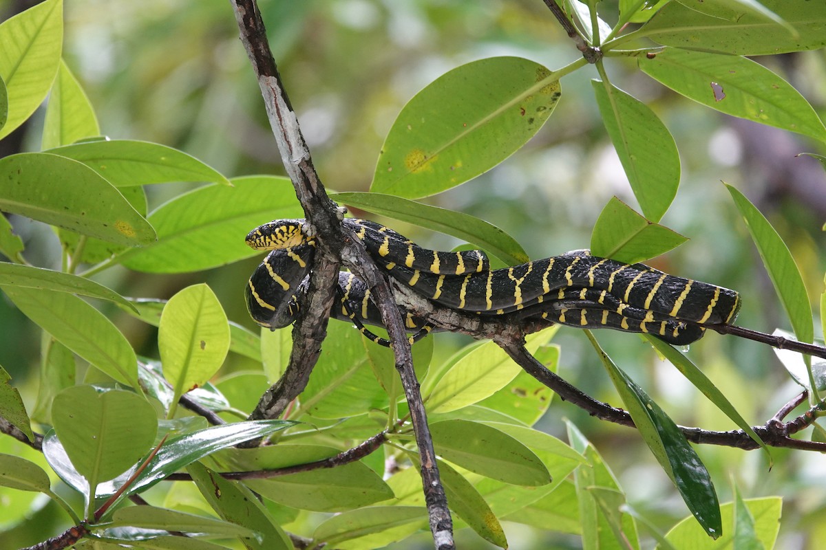 Palawan Mangrove Snake - ML646409563