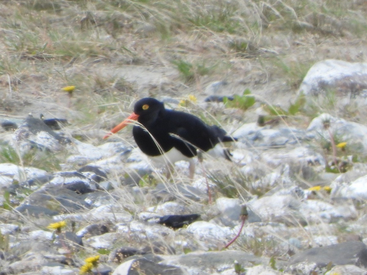 Magellanic Oystercatcher - ML646409564