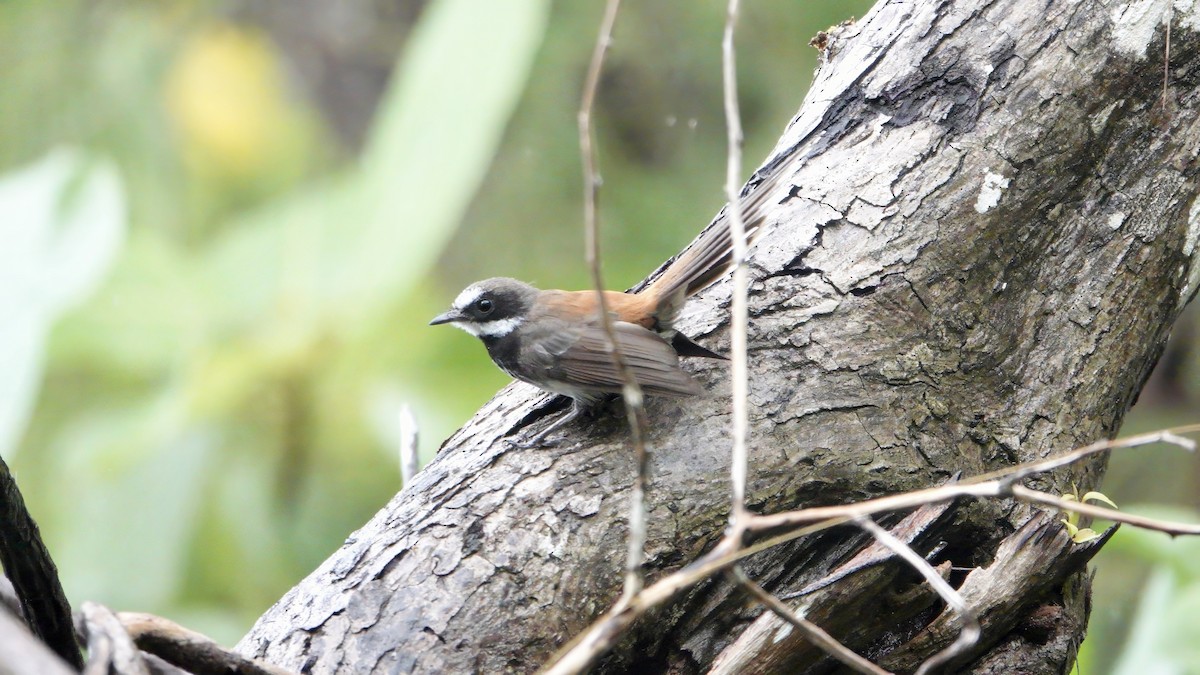 Supertramp Fantail - ML646409565