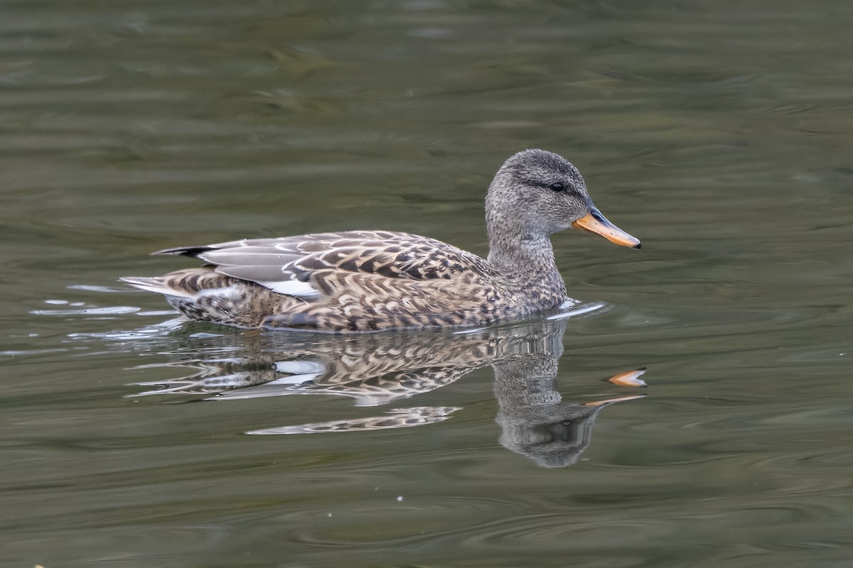 Бор нугас - ML646409566