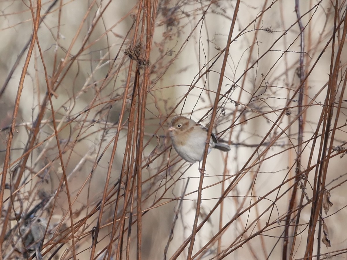 Field Sparrow - ML646409568