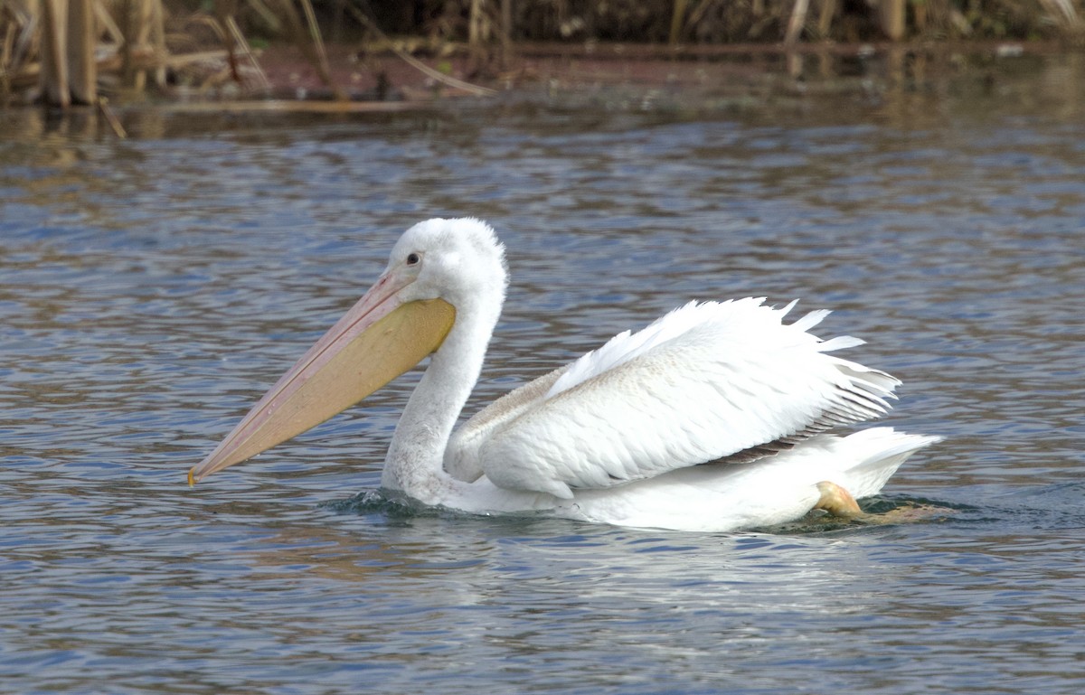 American White Pelican - ML646409569