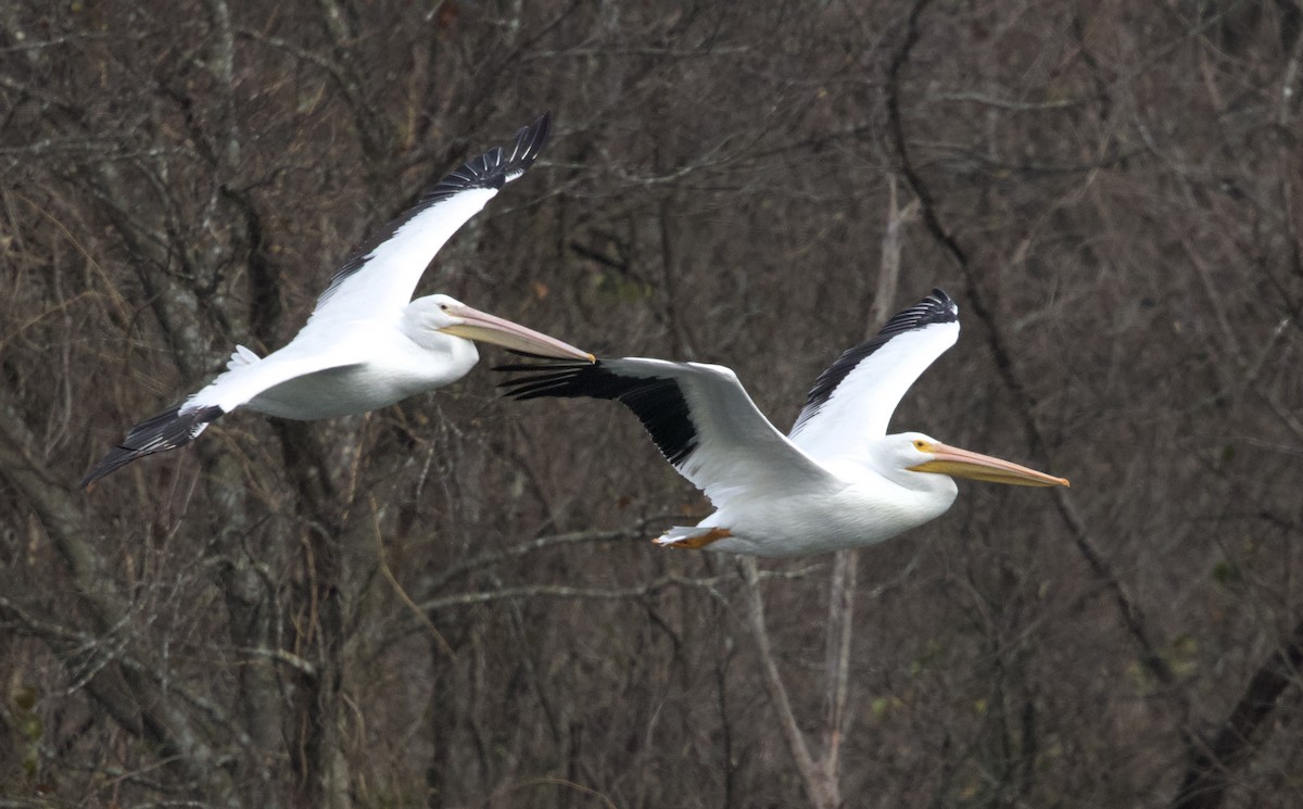 American White Pelican - ML646409570