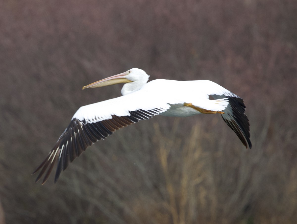 American White Pelican - ML646409571