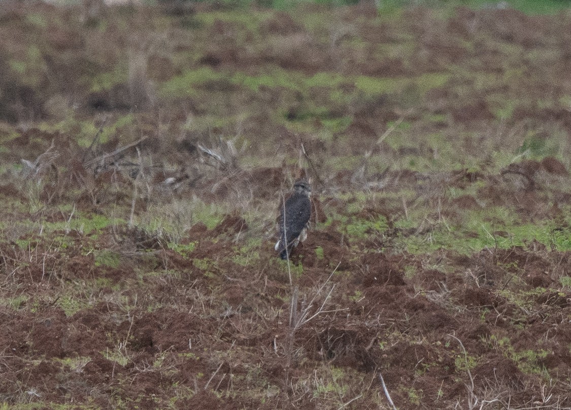 Merlin - ML646409573