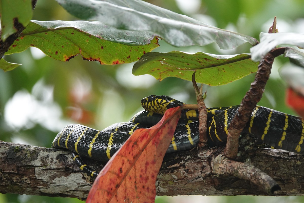 Palawan Mangrove Snake - ML646409575