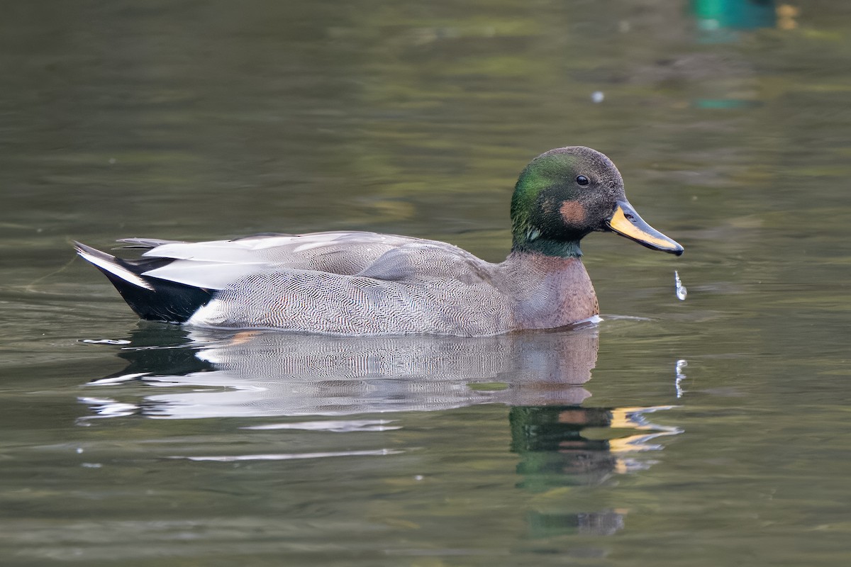 Серая утка x Кряква (гибрид) - ML646409576