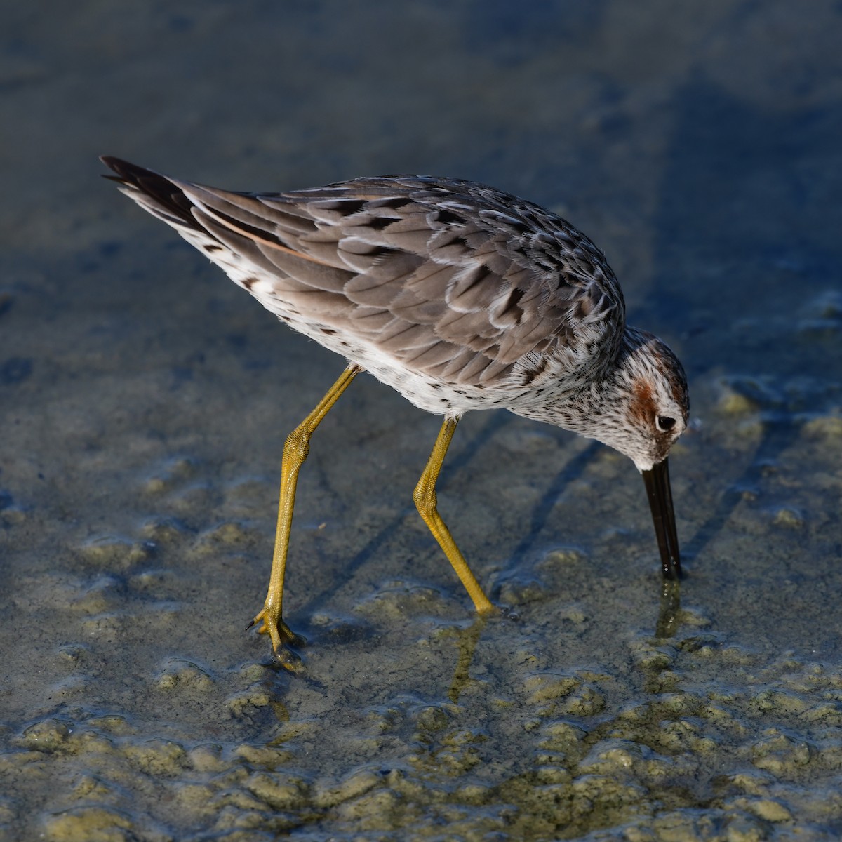 Stilt Sandpiper - ML646409577