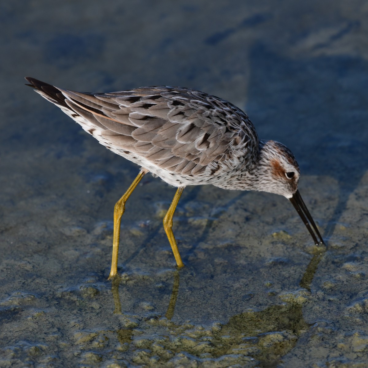 Stilt Sandpiper - ML646409578