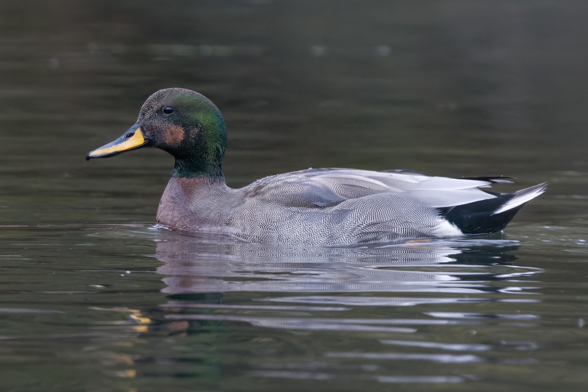 Серая утка x Кряква (гибрид) - ML646409580