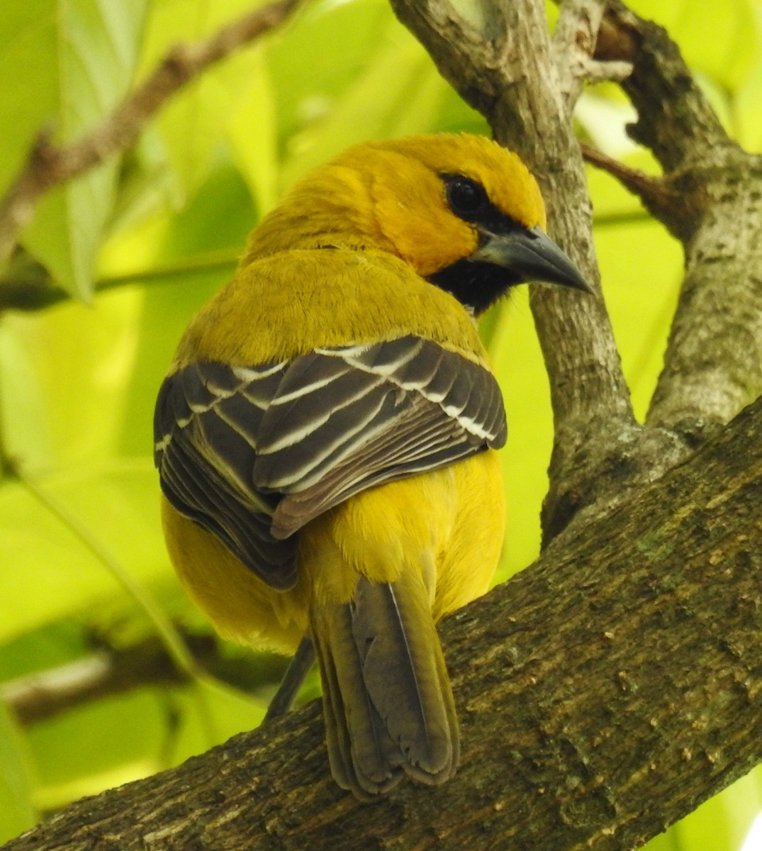 Yellow Oriole - ML646409581