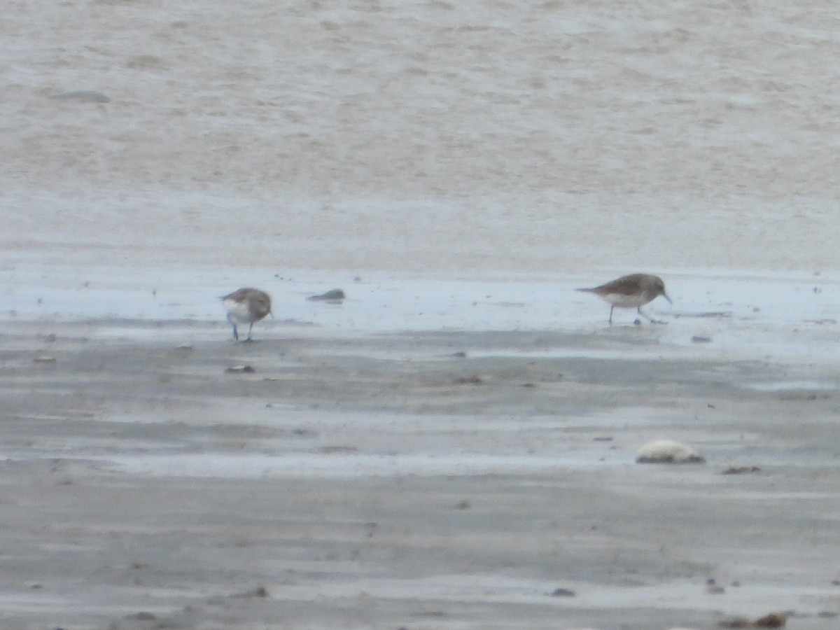 White-rumped Sandpiper - ML646409593
