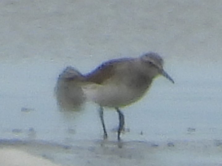 White-rumped Sandpiper - ML646409594