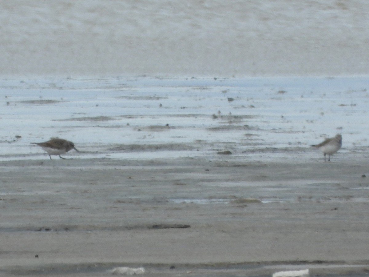 White-rumped Sandpiper - ML646409595