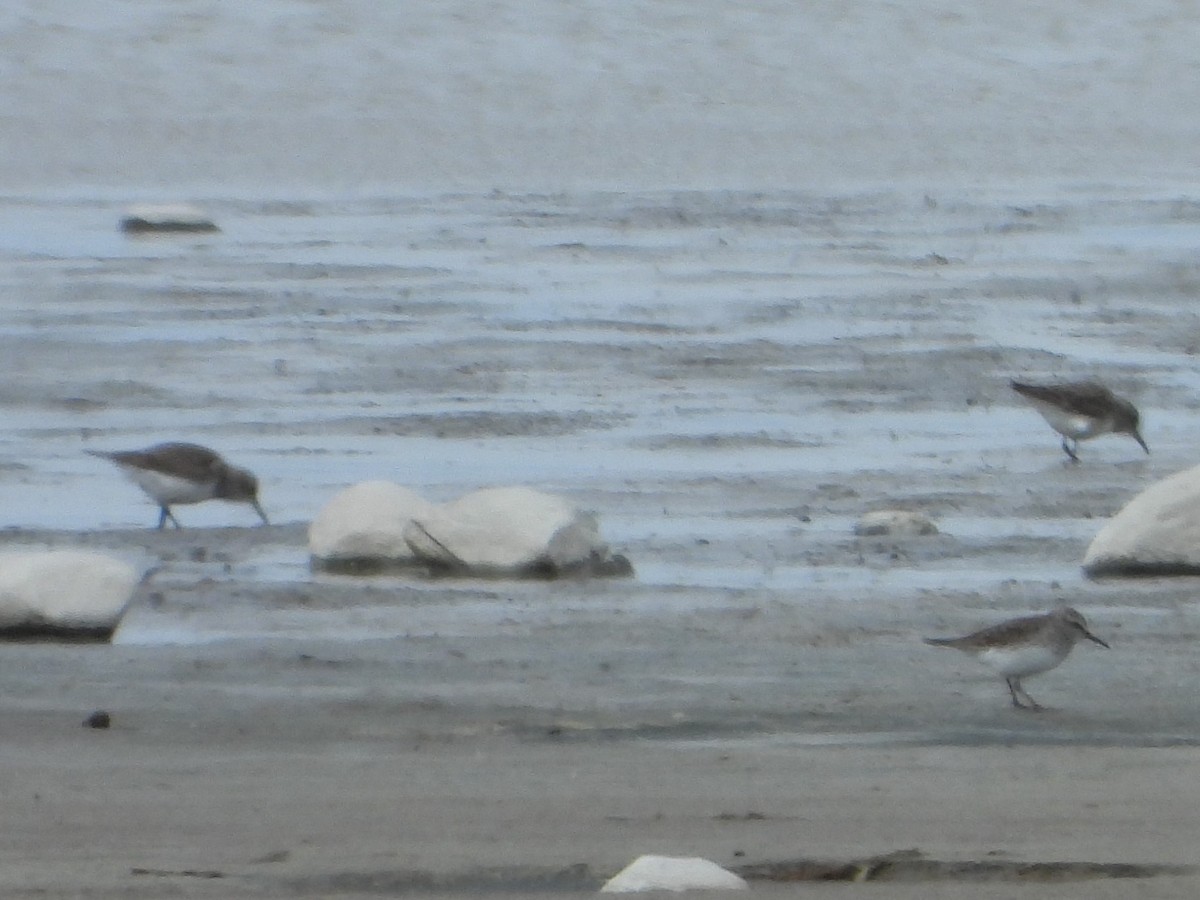 White-rumped Sandpiper - ML646409596