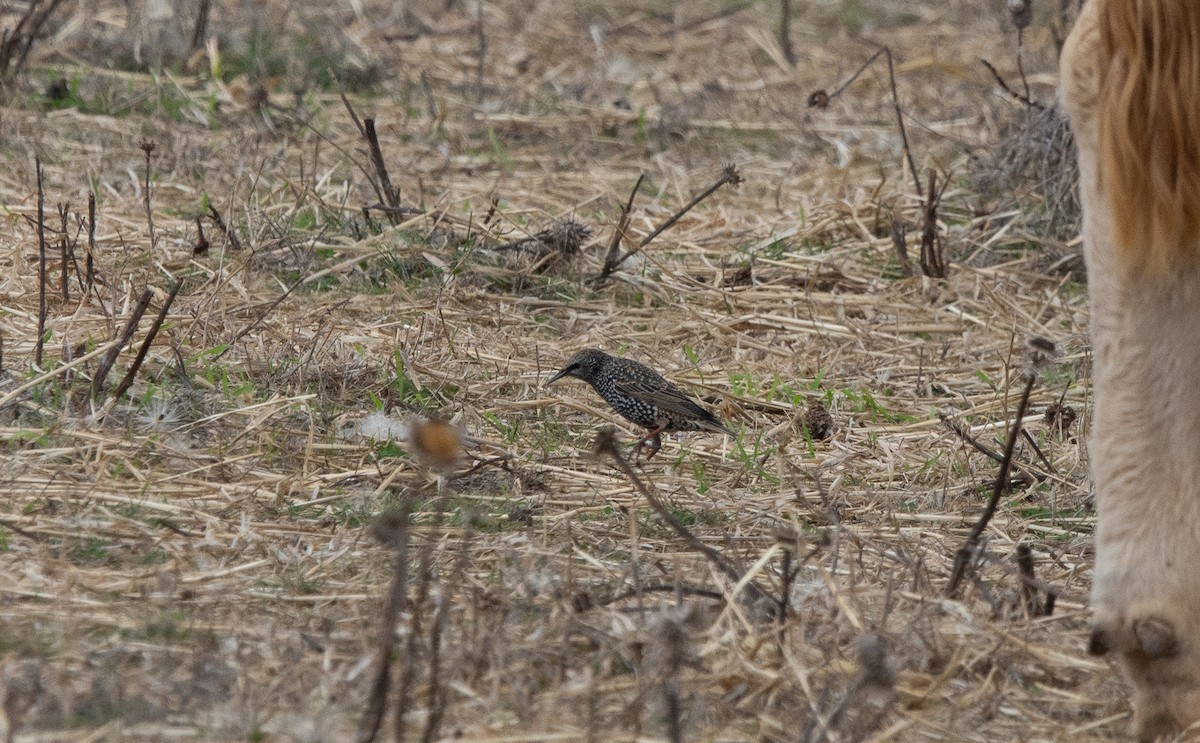 European Starling - ML646409599