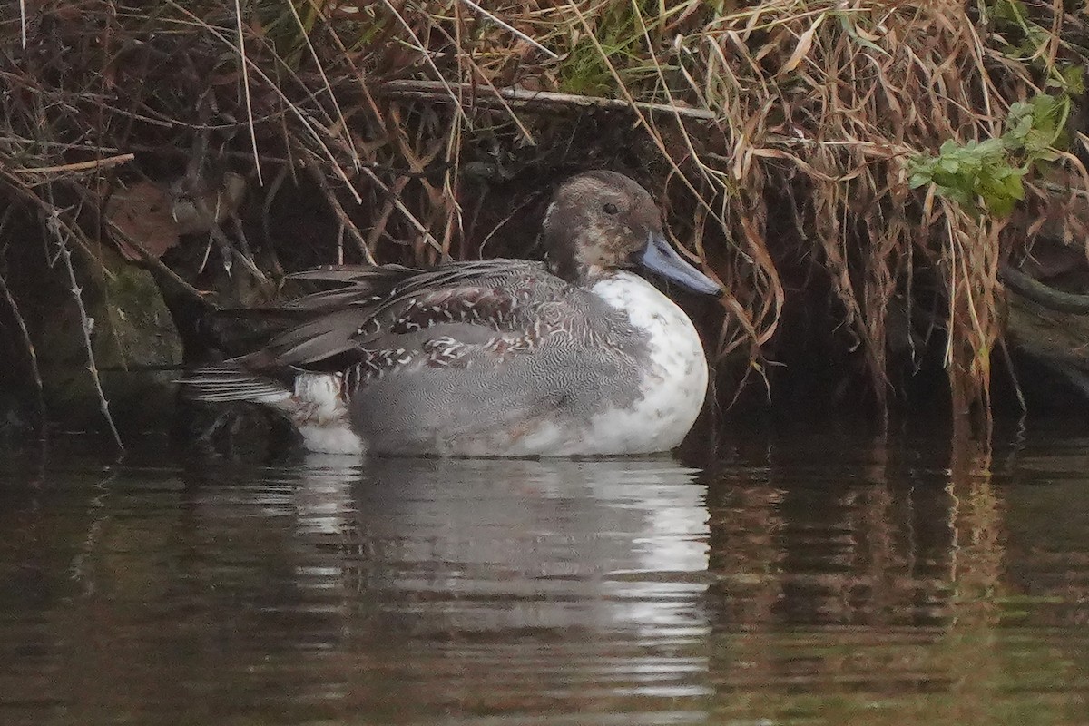 Шовтгор алаг нугас - ML646409600