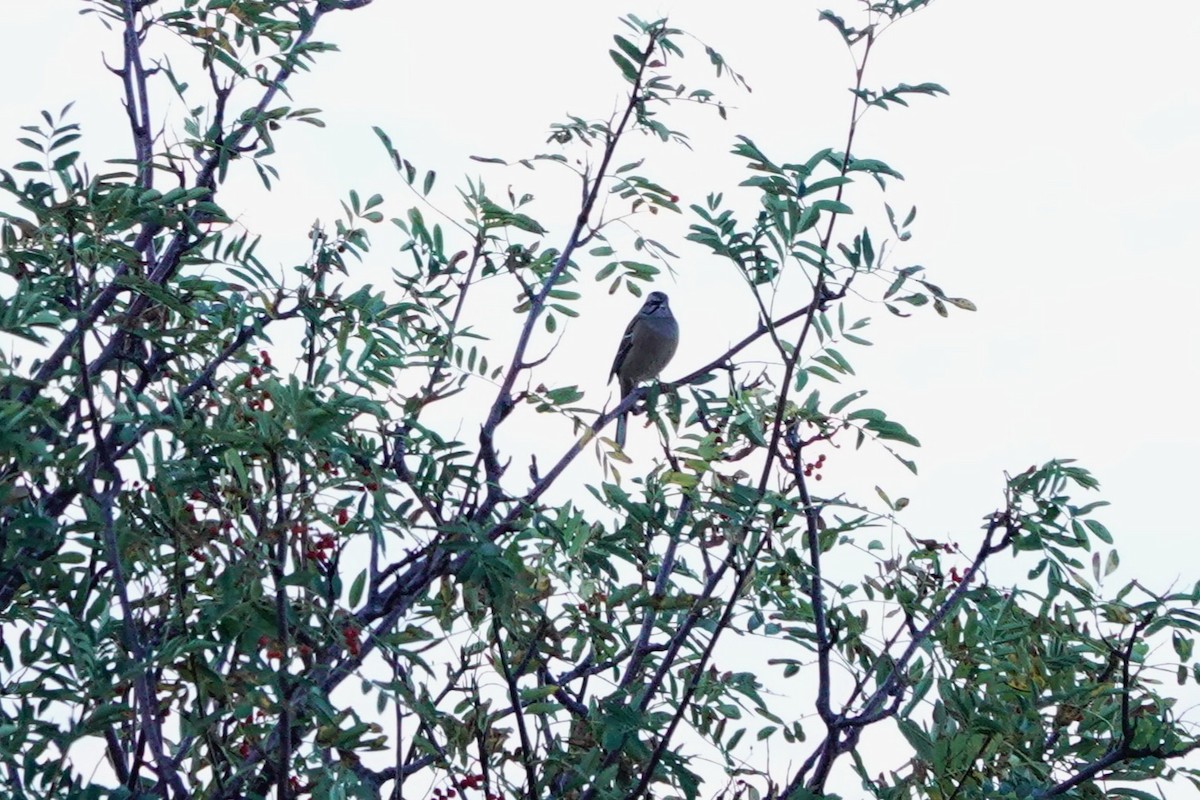 Rock Bunting - ML646409602