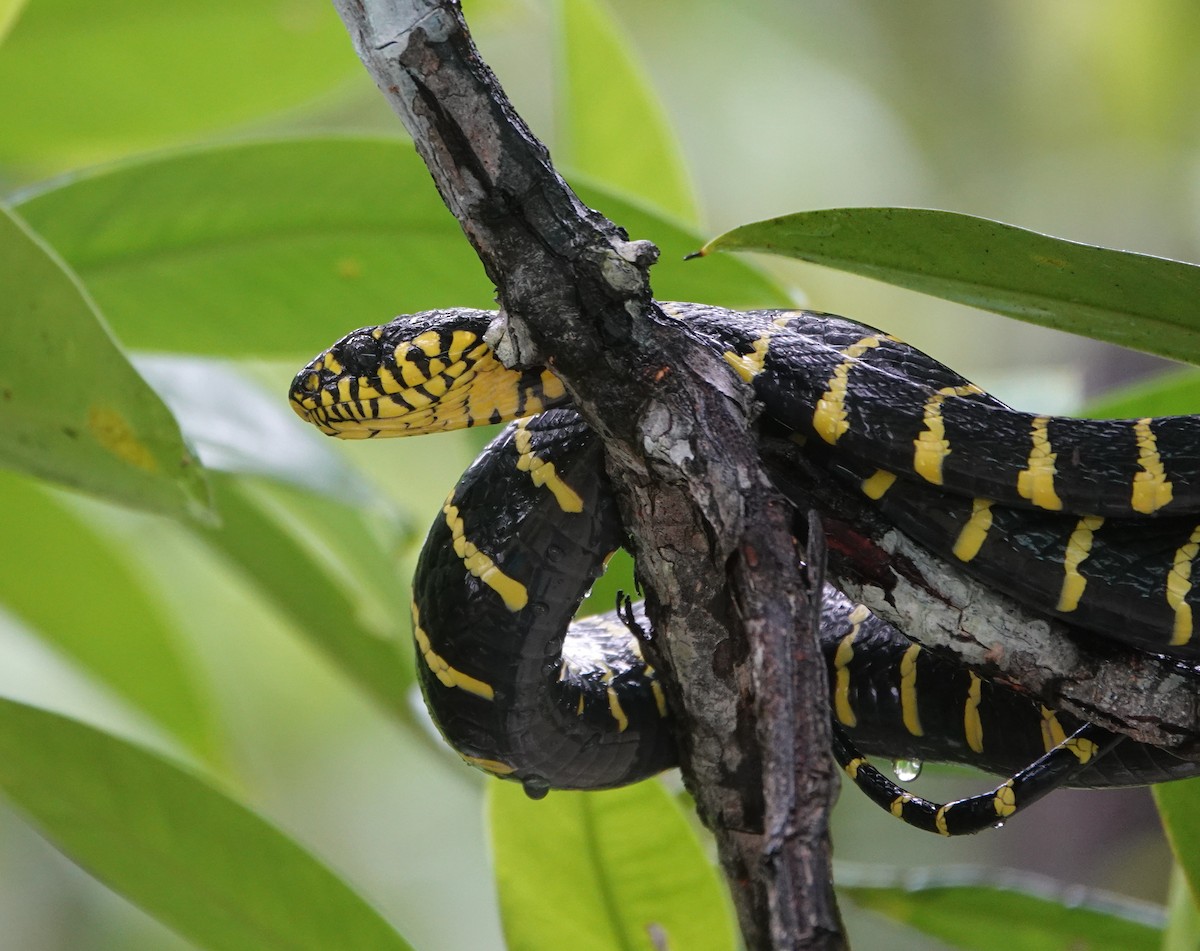 Palawan Mangrove Snake - ML646409604