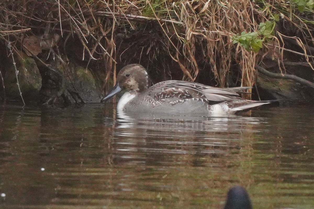 Шовтгор алаг нугас - ML646409606
