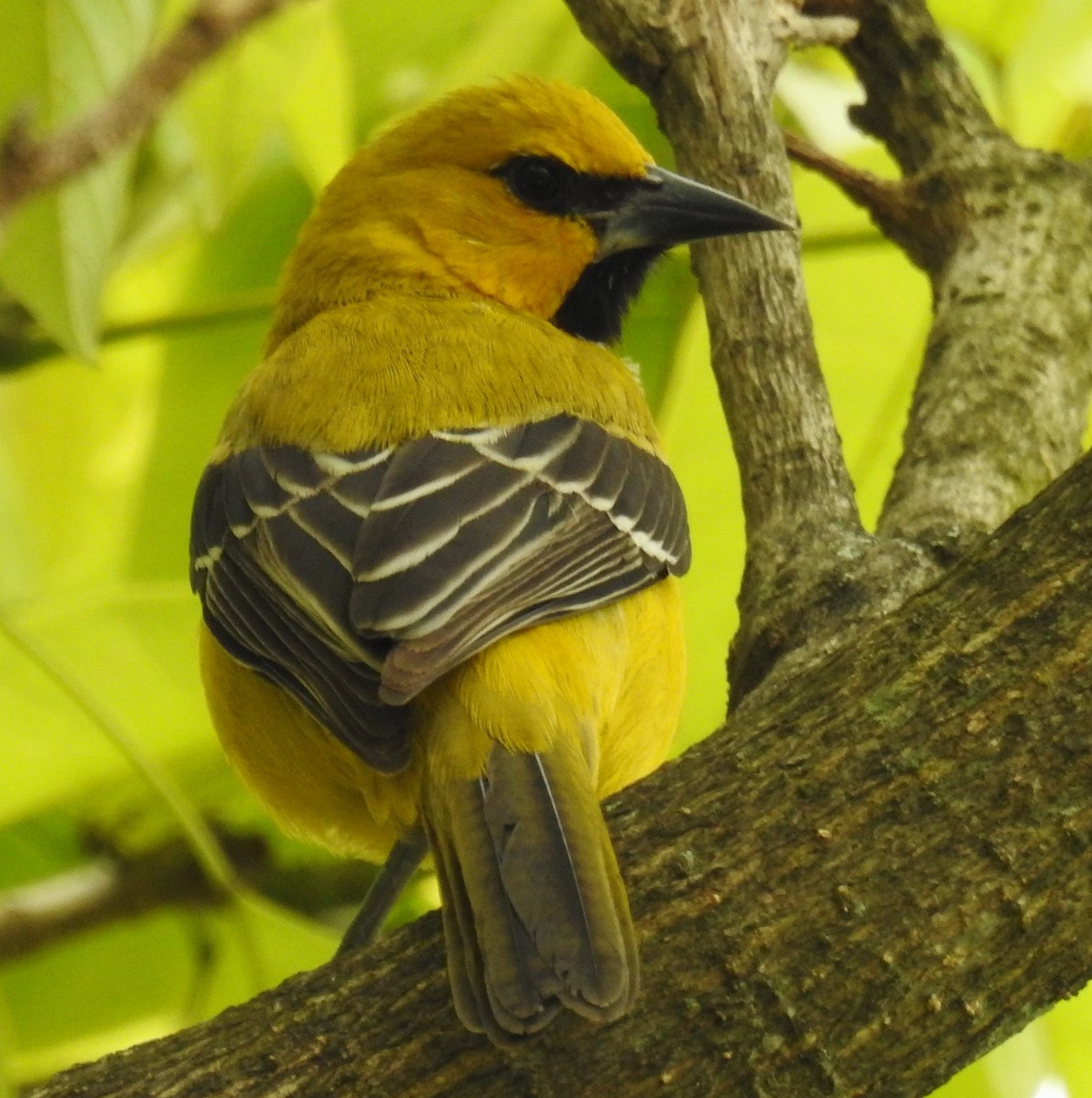 Yellow Oriole - ML646409608
