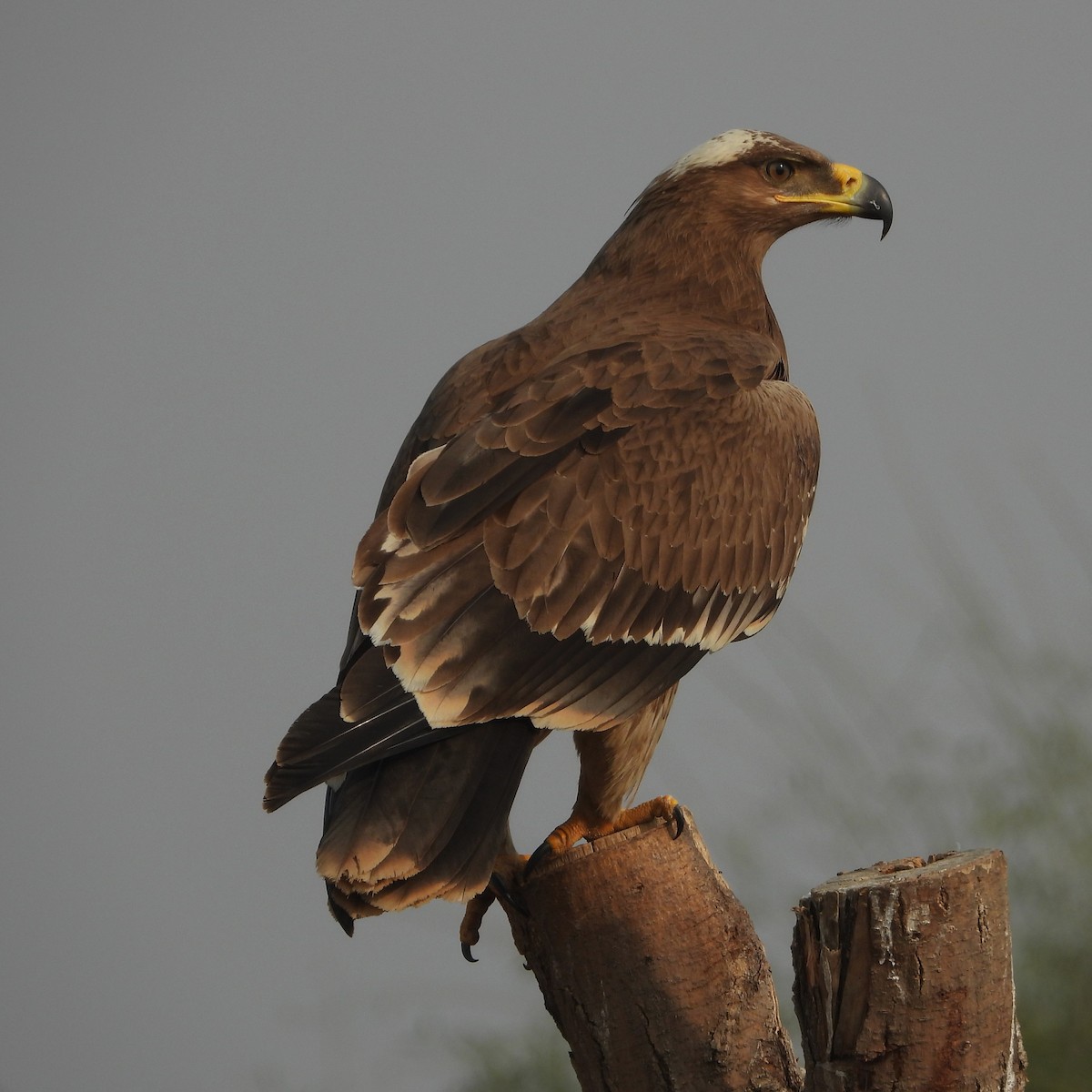 orel stepní - ML646409611