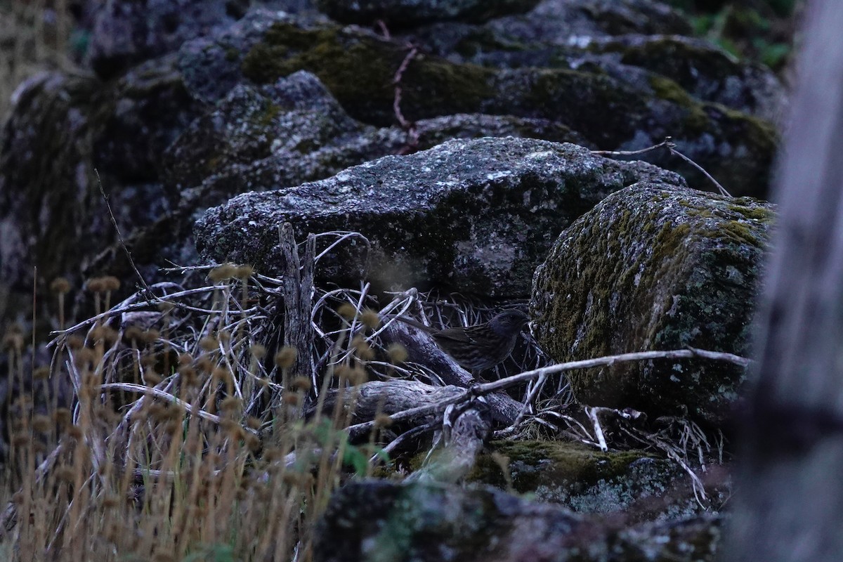 Dunnock - ML646409613