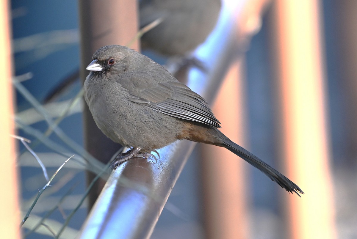 Abert's Towhee - ML646409615
