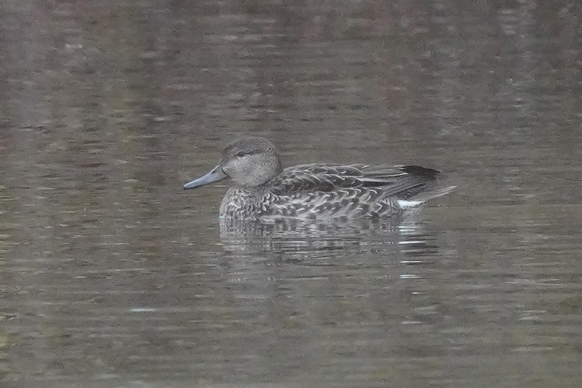 Ногоохон нугас - ML646409619