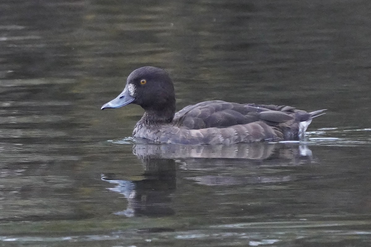 Хохлатая чернеть - ML646409621