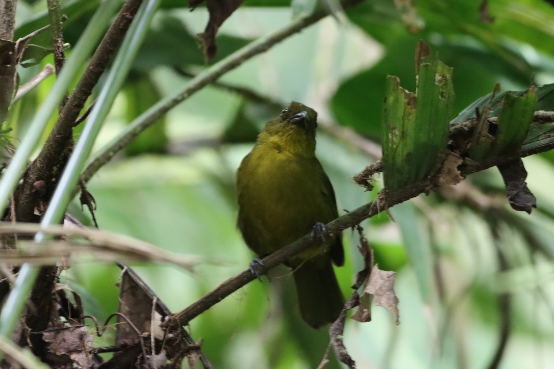 Carmiol's Tanager - ML646409623