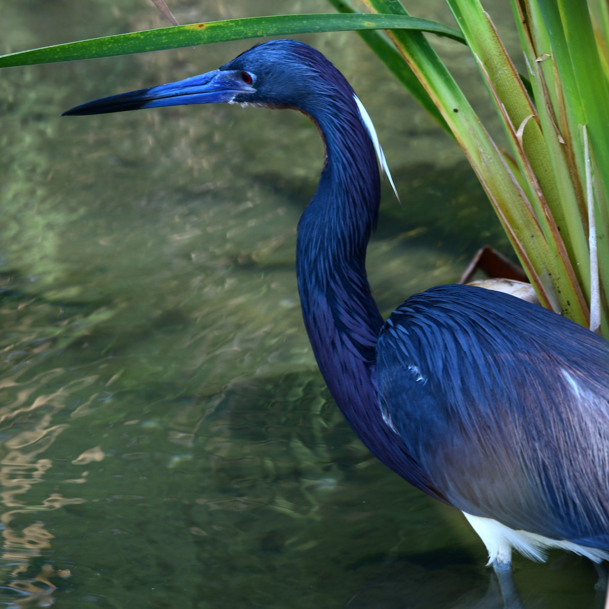 Tricolored Heron - ML646409624
