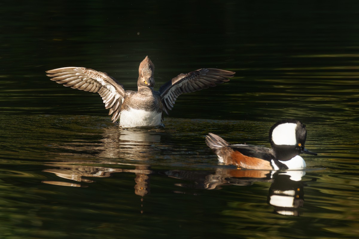 Hooded Merganser - ML646409626