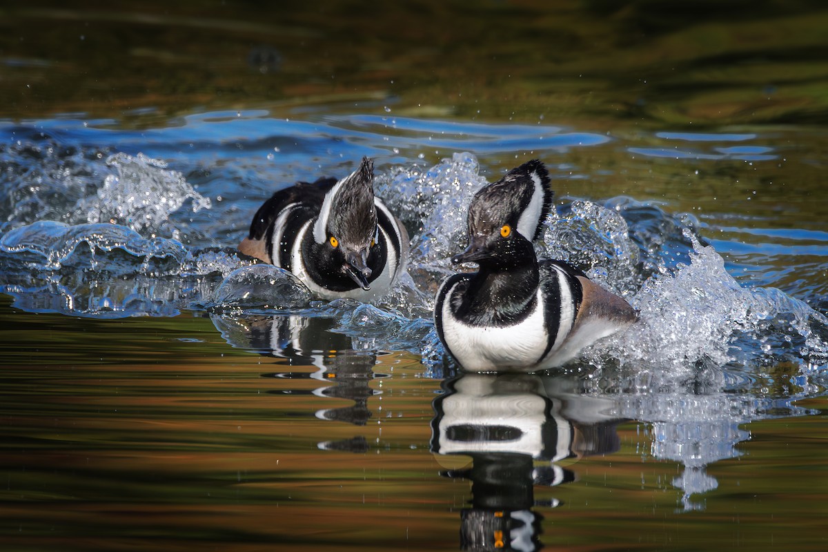 Hooded Merganser - ML646409627