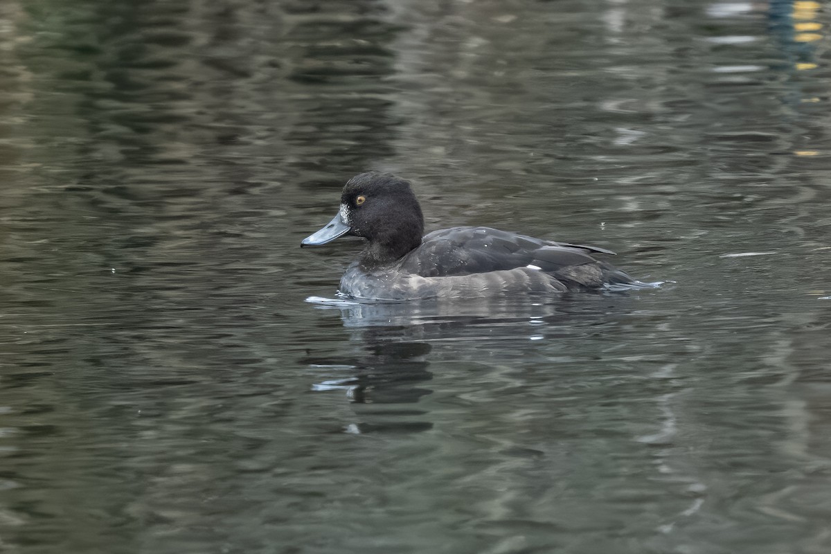 Хохлатая чернеть - ML646409628