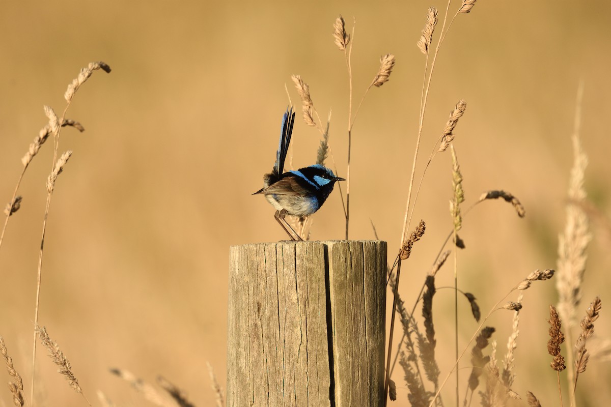 Малюр сапфіровий - ML646409629